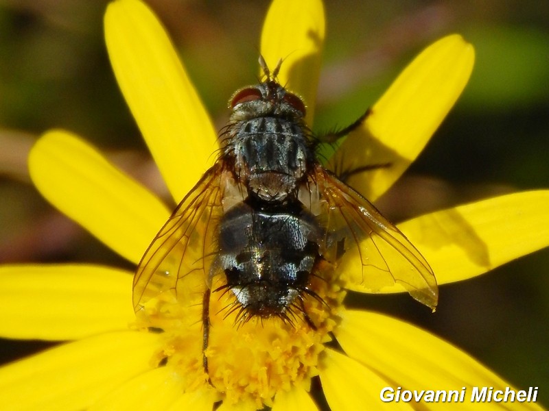 Tachinidae